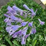 Agapanthus africanus Flower