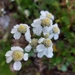 Achillea atrataപുഷ്പം