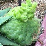 Aeonium tabulaeforme Συνήθη χαρακτηριστικά