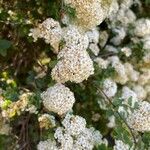 Spiraea nipponica 花