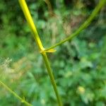 Physospermum cornubiense Bark