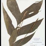 Geonoma macrostachys Лист