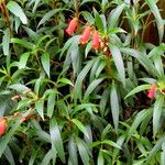 Seemannia sylvatica Hábito