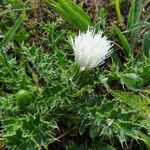 Cirsium acaulon अन्य