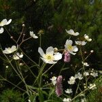 Ranunculus platanifolius फूल