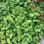 Pulmonaria rubra Leaf