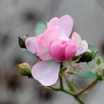 Rosa abietina Flower