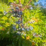 Berberis aquifoliumFruto