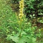 Verbascum nigrumÇiçek