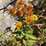 Pentanema spiraeifolium Flower