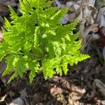 Botrychium virginianum Leaf