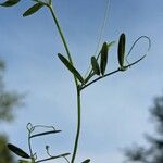 Vicia tetrasperma 樹皮