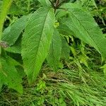 Eutrochium maculatum Hoja