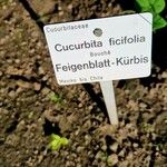 Cucurbita ficifolia Habitus