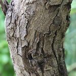 Grewia mollis Corteza