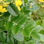 Sophora tomentosa Folha