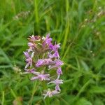 Dactylorhiza incarnataBlodyn