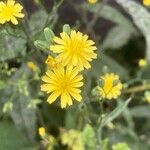 Lapsana communis 花