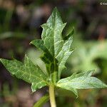 Sanicula crassicaulis Feuille