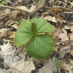 Trillium grandiflorum List