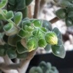 Aichryson porphyrogennetos Blüte