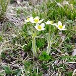 Saxifraga androsacea Cvet