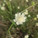 Scabiosa ochroleucaFlower