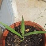 Trachycarpus fortuneiЛист