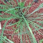 Andropogon gerardi Leaf