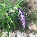Salvia leucantha പുഷ്പം