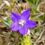 Campanula glomerata Цветок