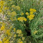 Helichrysum italicum Květ