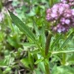 Valeriana acutiloba Yaprak