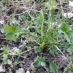 Ranunculus montanus Φύλλο