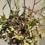 Lactuca muralis Habit