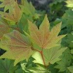 Acer circinatum 葉