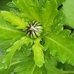 Leucanthemum ircutianum Кветка