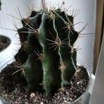 Thelocactus setispinus Leht