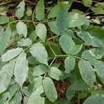 Sambucus racemosa Lapas