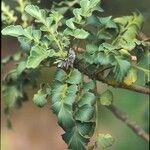 Phyllocladus aspleniifolius Corteza