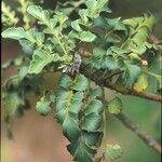 Phyllocladus aspleniifolius Bark