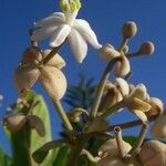 Hernandia cordigera Flower