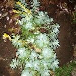 Sedum spathulifolium ᱵᱟᱦᱟ