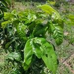 Talisia esculenta 葉