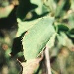 Berberis vulgaris Folha