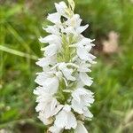 Dactylorhiza maculataफूल