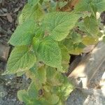 Salvia tiliifolia Leaf