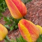 Tulipa grengiolensis Flower