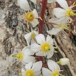 Boswellia dalzielii Λουλούδι