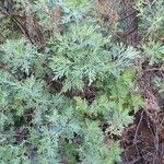 Artemisia thuscula Leaf